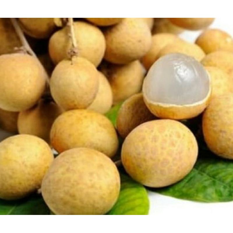 

Buah Kelengkeng / Klengkeng Manis Fresh kiloan Pasar Segar Depok