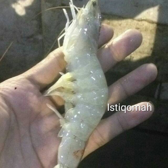 

UDANG SEGAR || SIZE BESAR