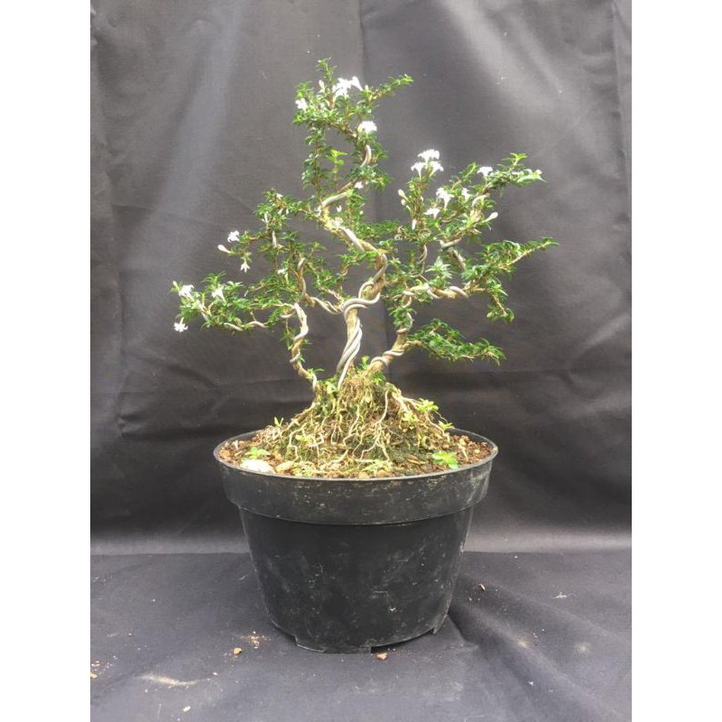 Bonsai mame seribu bintang micro