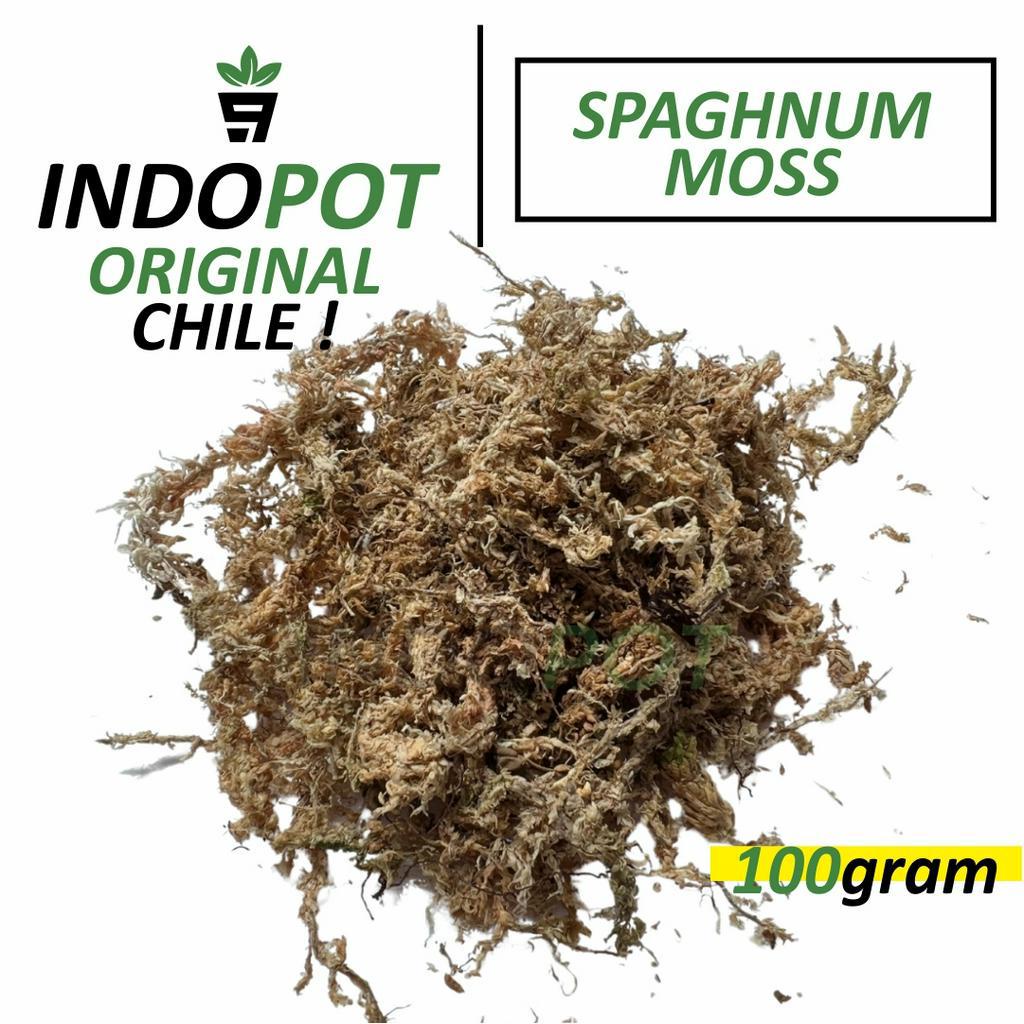 Spagnum Moss 100gr  Spagnum Moss Putih Media Tanam Anggrek