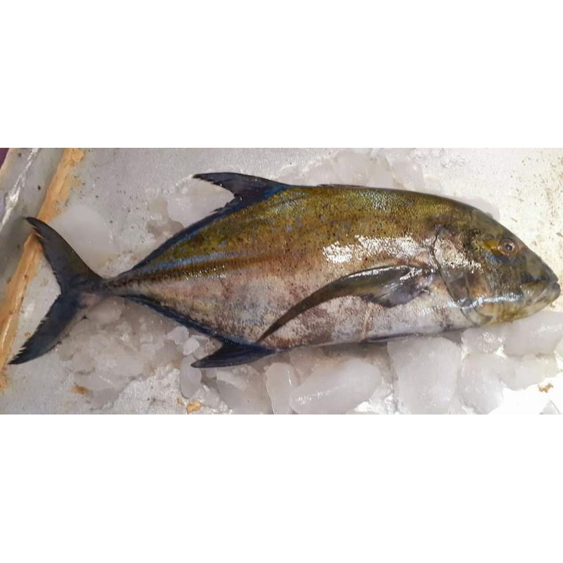 

Ikan Kue Fresh / Ikan BoBara Fresh
