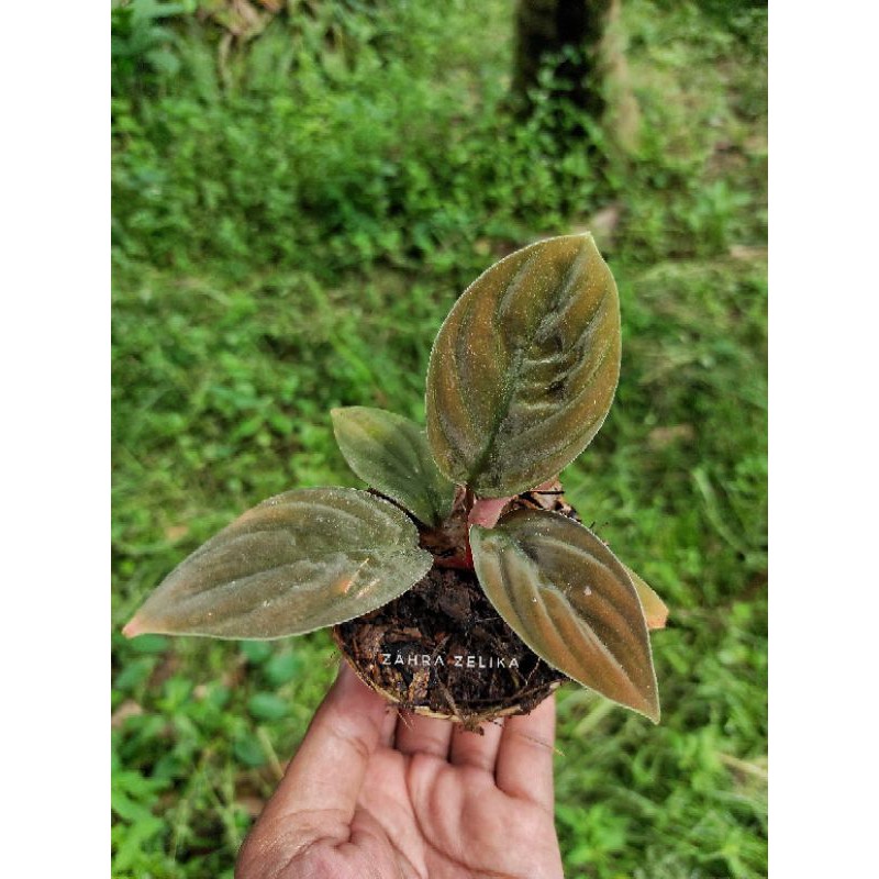 homalomena sp red