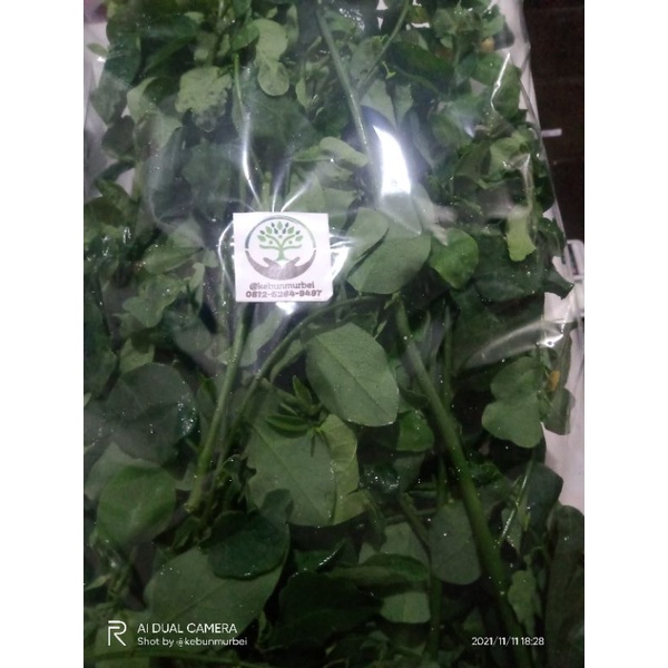 

Daun Katuk Segar