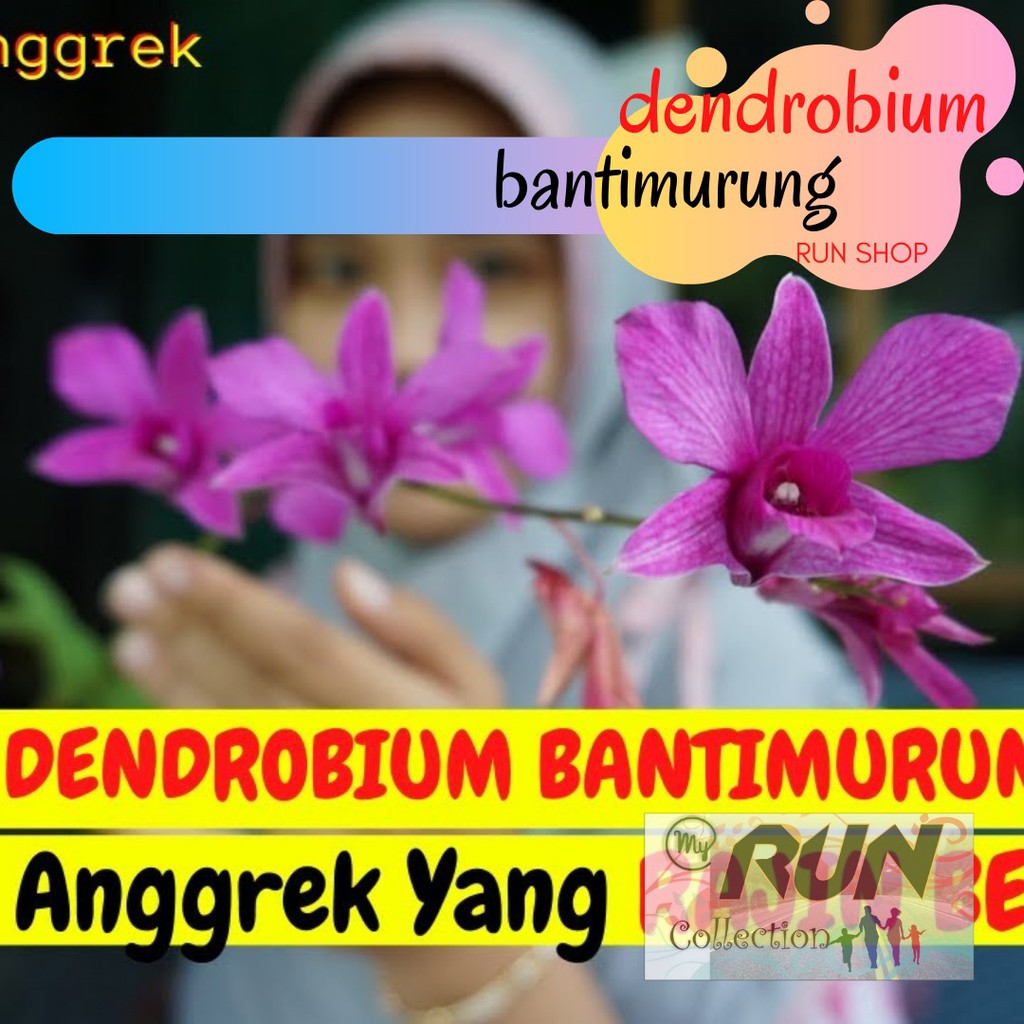 Anggrek Dendrobium Bantimurung Dewasa berbunga