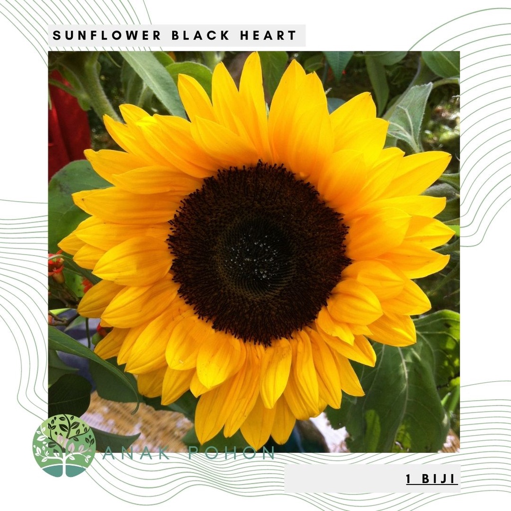 Benih Bibit Biji - Sunflower Black Heart Bunga Matahari Flower Seeds - IMPORT