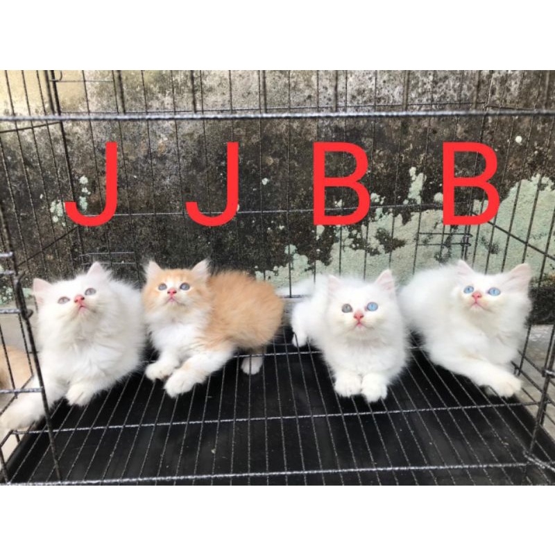 kucing kitten Persia longhair odd eyes & blue eyes