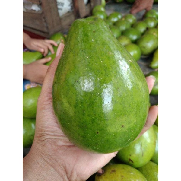 

alpukat super Grade A 1kg