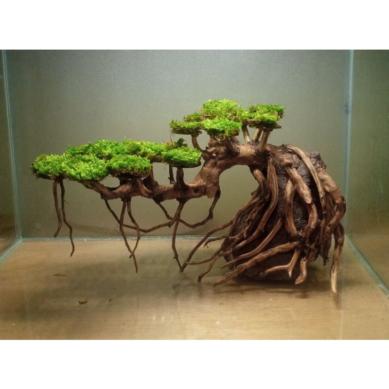 Jual bonsai aquascape bonsai aquarium ukuran L cocok untuk tank 40 sd
