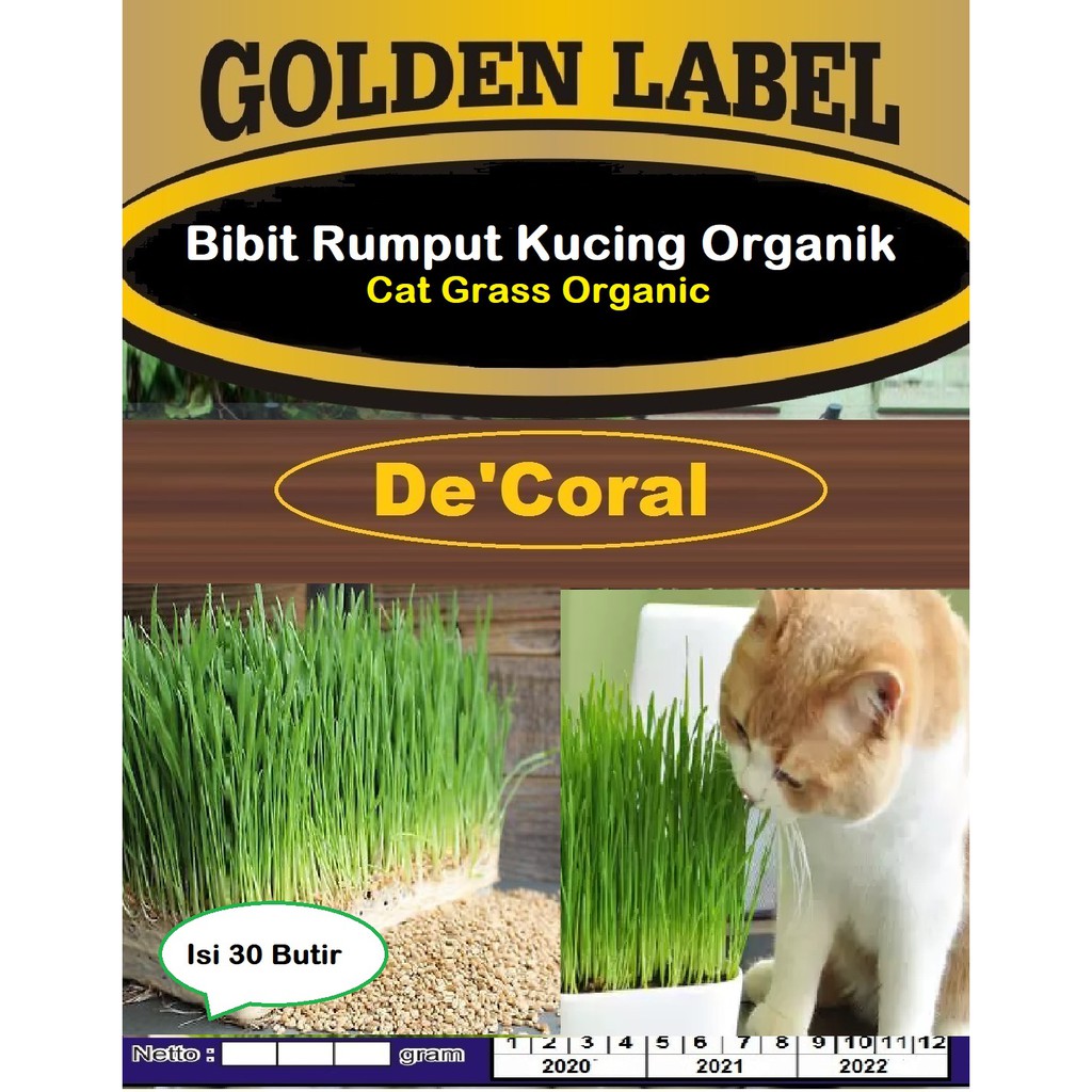 Bibit Rumput Kucing Organik | Cat Grass Organic | Benih Rumput Kucing