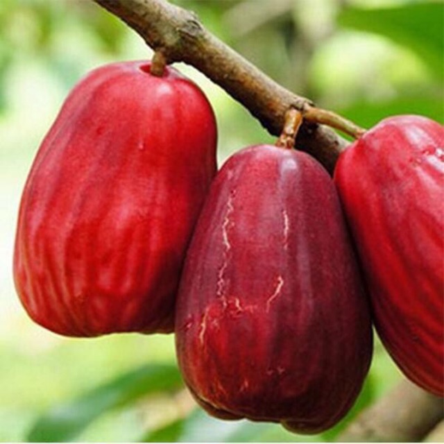 JAMBU BOL JAMAIKA kemasan 1 kg