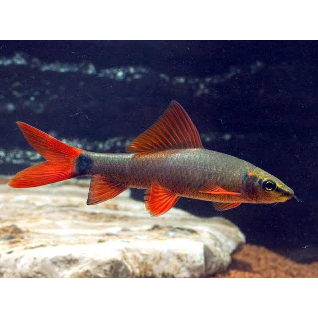 Ikan Hias Redfin Shark / Ikan Hiasan Aquascape / Ikan Hiasan Aquarium