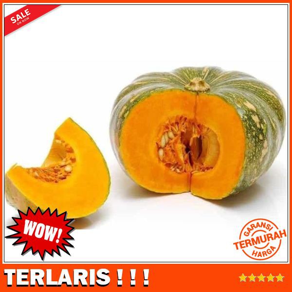 BIBIT / BENIH / SEEDS LABU PARANG