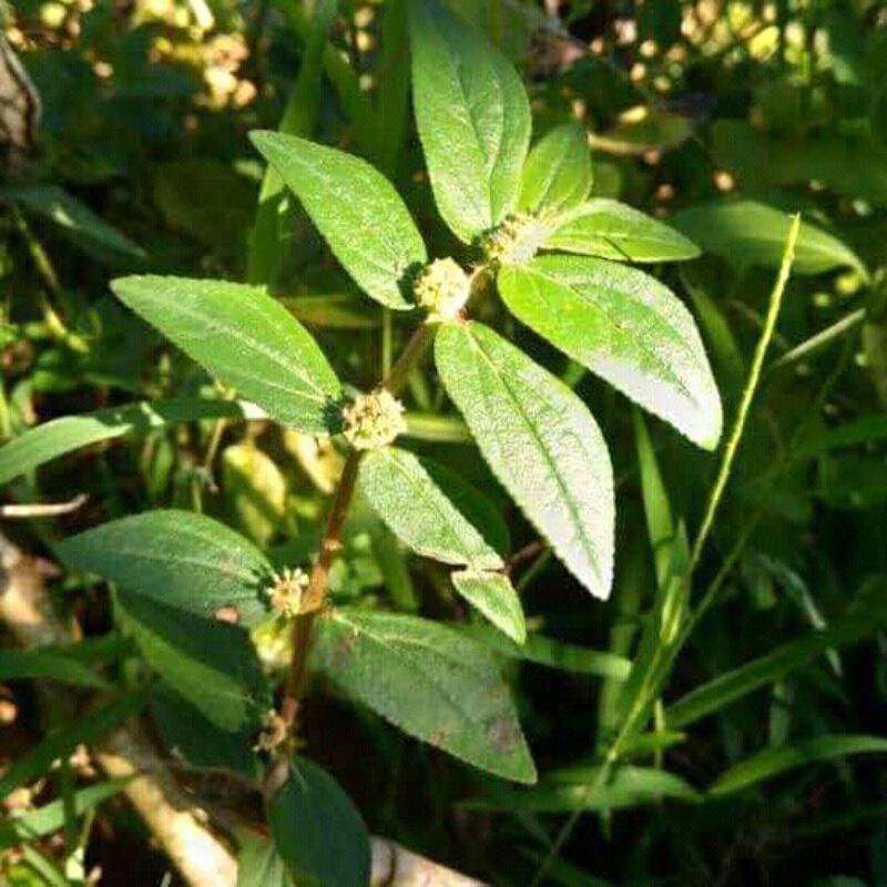 

Daun patikan 100gram murah gratis ongkir