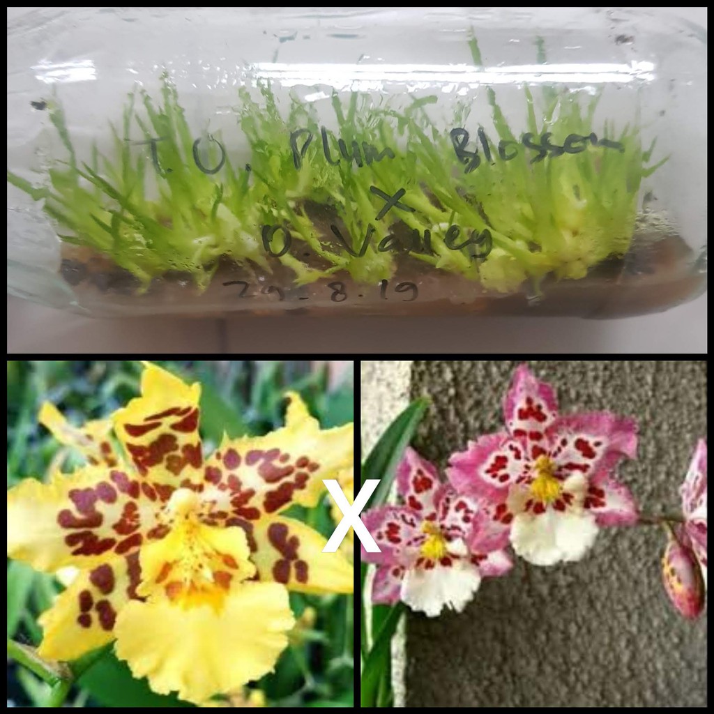 Bibit Anggrek Spesies Botol - Oncidium Plum Blossom XO. Calico Valley