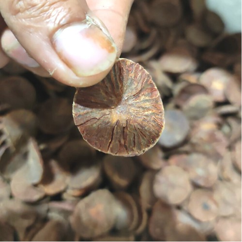 

Pinang iris Koin kering 100gr