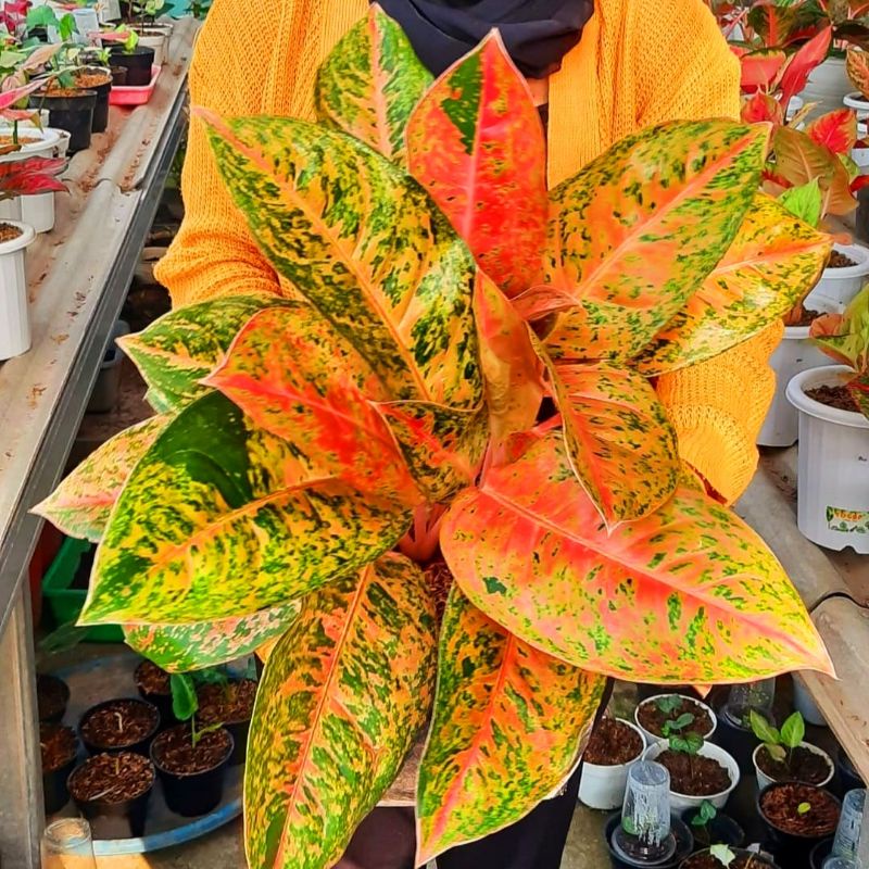 Aglaonema big roy mutasi / Aglonema big roy florist nursery/ Aglonema big roy (Tanaman hias aglaonem