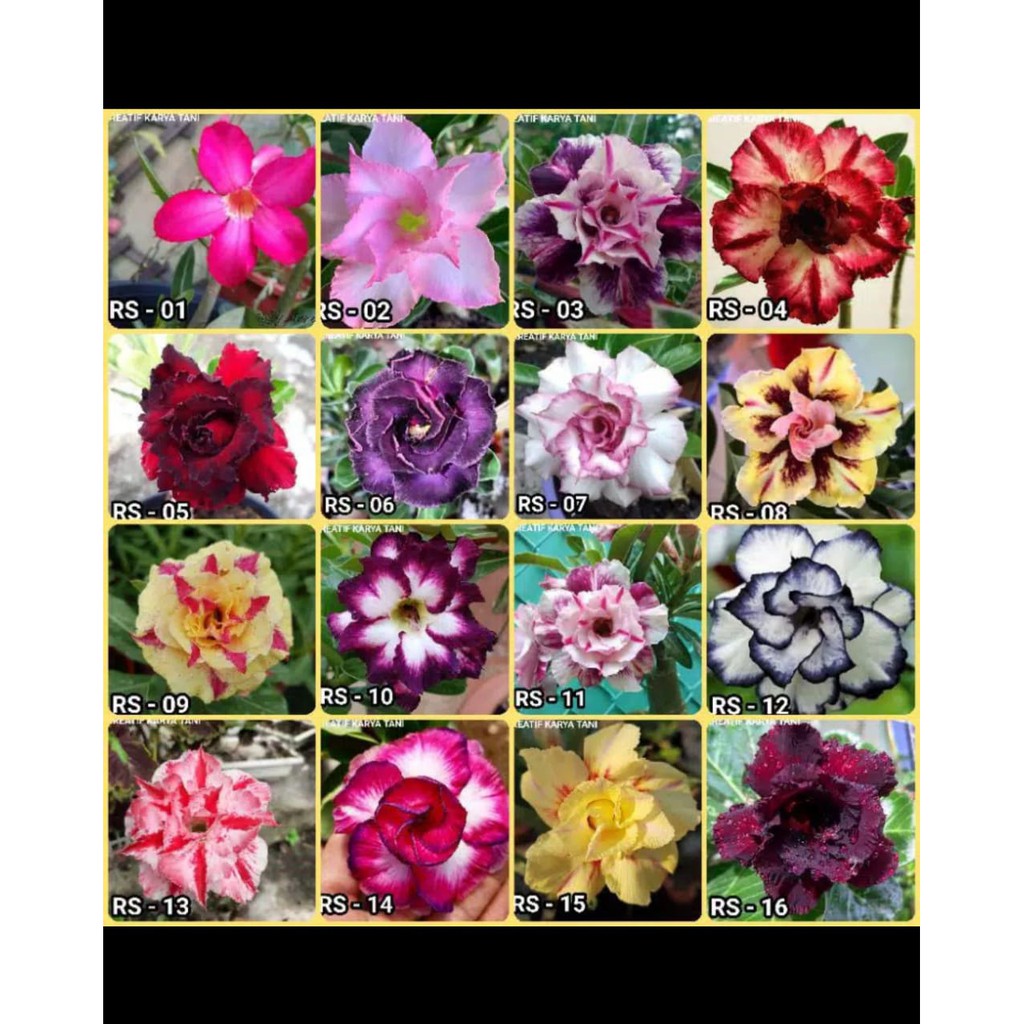 Paket 5 Adenium kamboja tumpuk bonggol besar