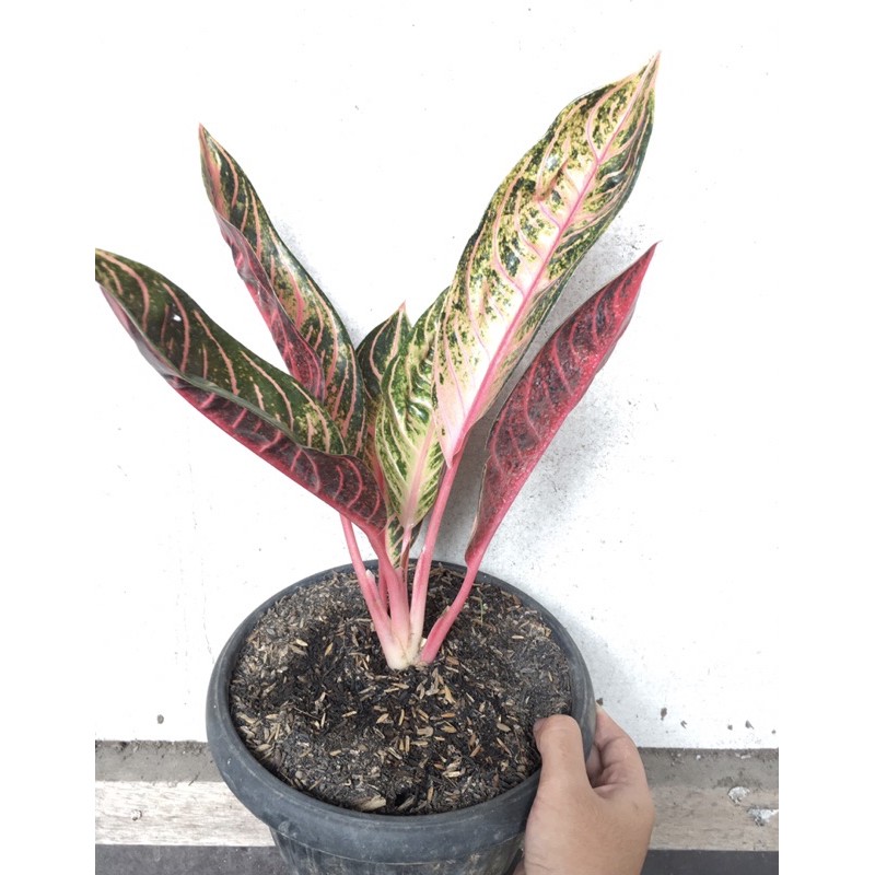 Red Sumatra/ Pride of Sumatra Mutasi aglonema