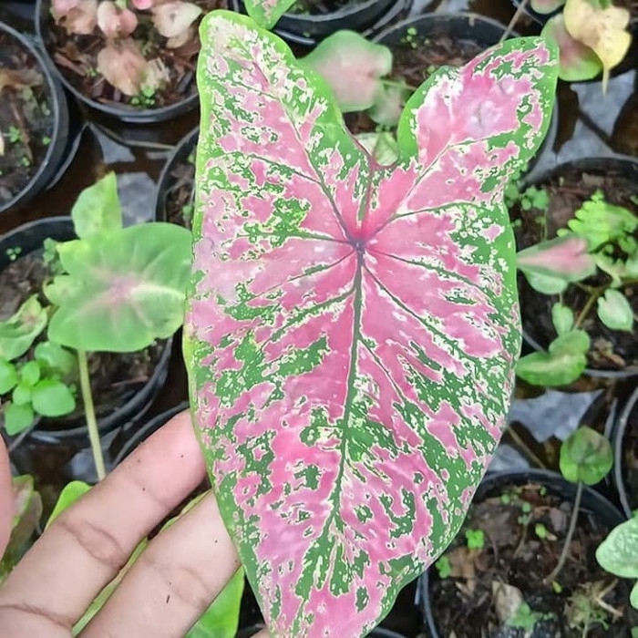ready Tanaman hias caladium hybrid