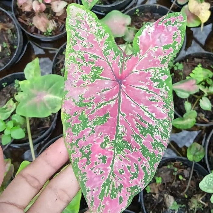 New Tanaman Hias Caladium Hybrid Shopee Indonesia