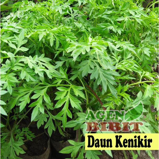 Jual Inp0rt Bibit Tanaman Daun Kenikir Cosmos Caudatus Pohon Obat