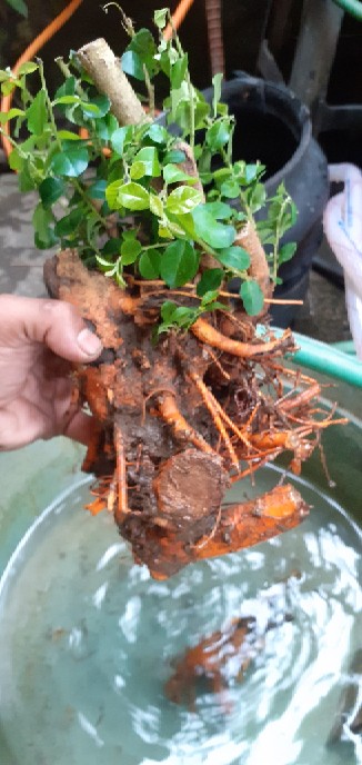 Bahan Bonsai Pohon Sisir / Kaliage Medium Berkarakter