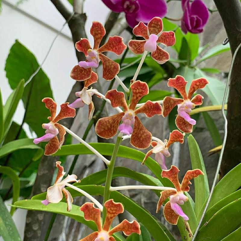 anggrek vanda limbata