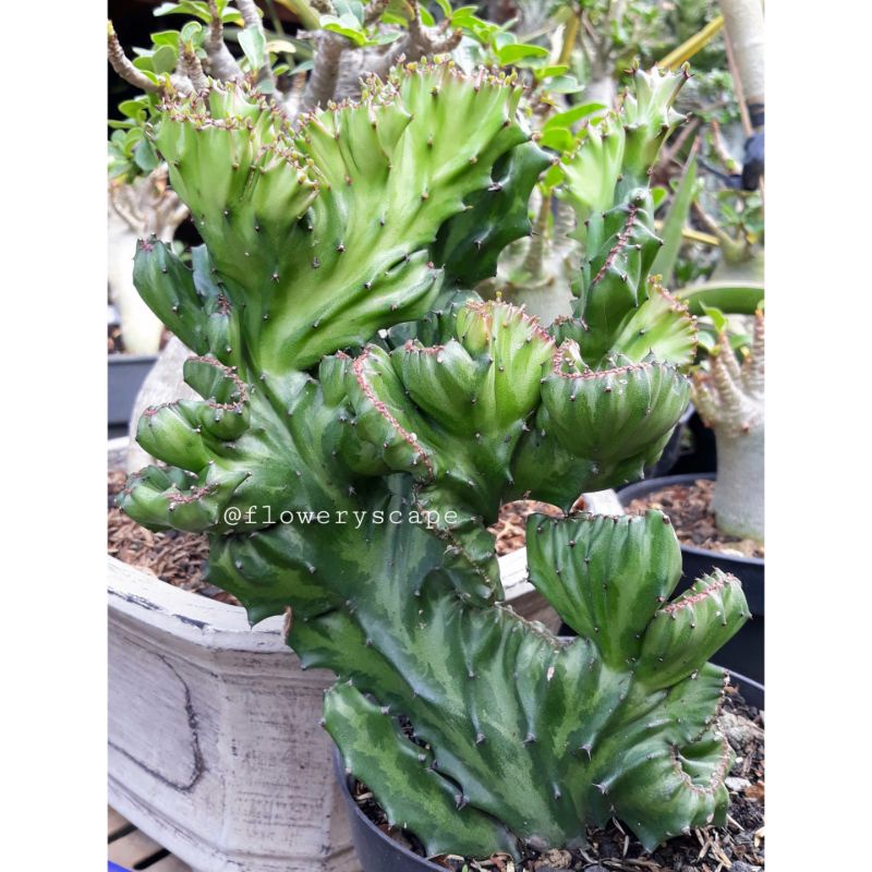 kaktus euphorbia lactea cristata