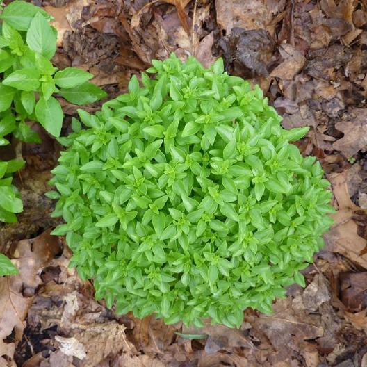 Benih-Bibit Basil Spicy Globe (Haira Seed)