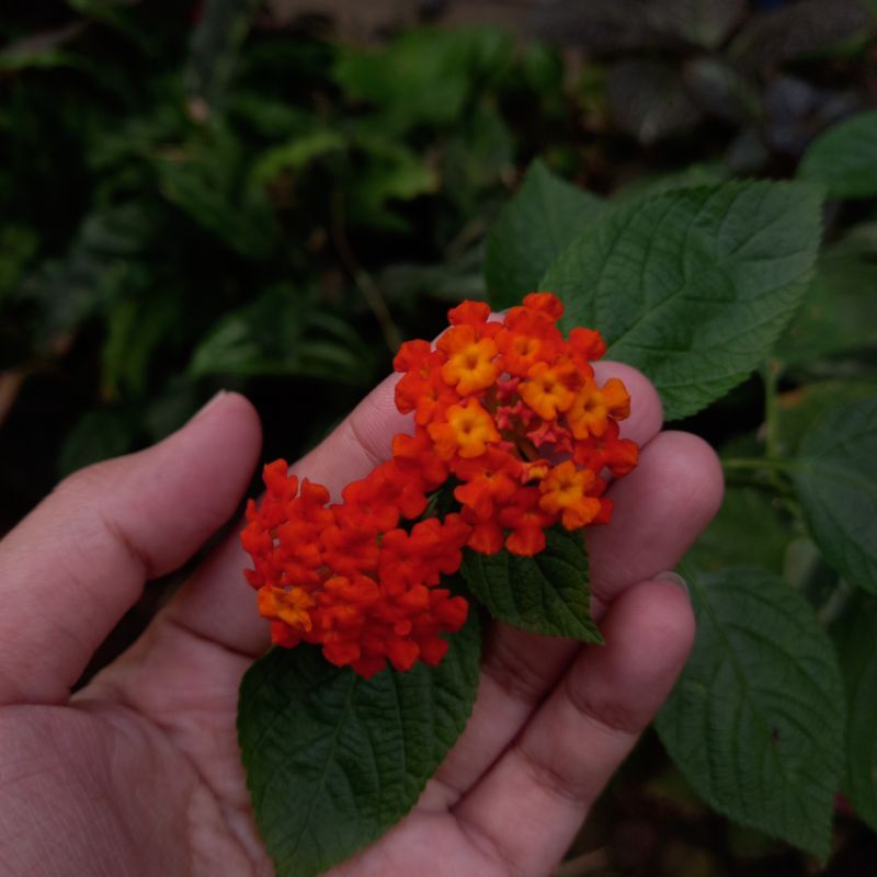 tanaman hias bunga lantana red ferari / ferary / orange