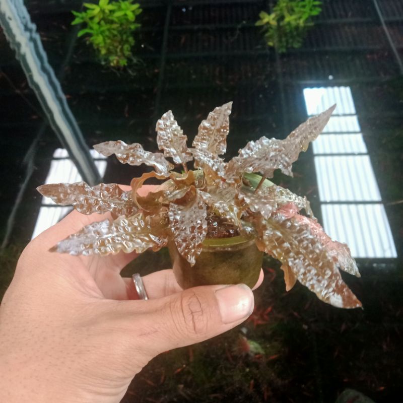 Cryptocoryne Florida Sunset Tanaman Aquascape