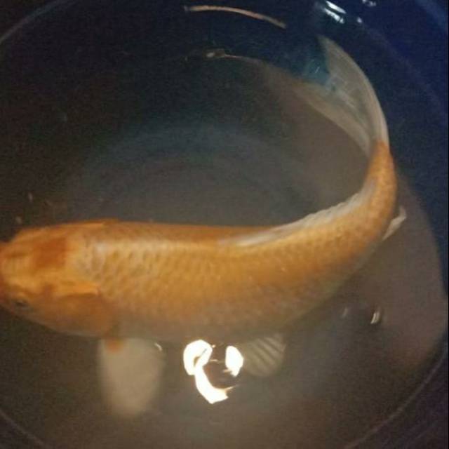 Koi emas yamabuki ogon 30-35 cm