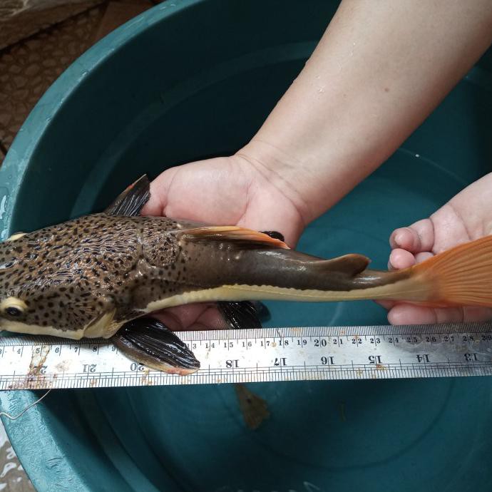 Terlaris Ikan Hias Predator Rtc Red Tail Catfish Big Size