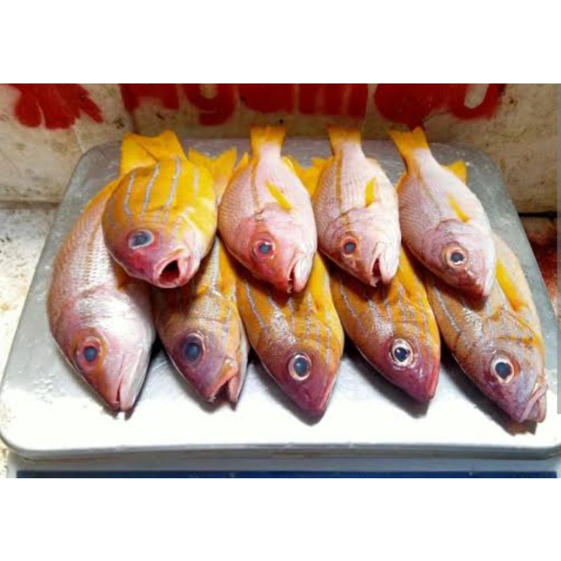 

IKAN EKOR KUNING 1 KG