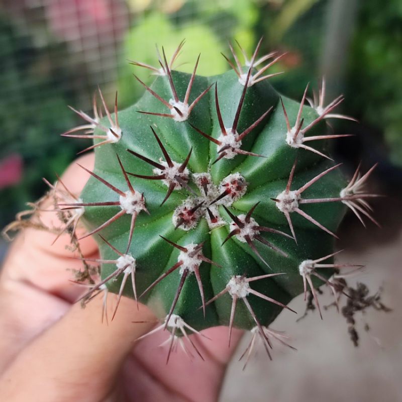 Kaktus Melocactus Curvispinus Ownroot