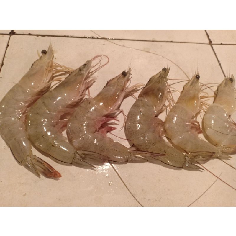 

udang paname besar segar ukuran 500gr isi 18 ekor