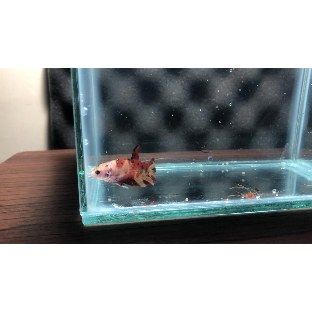 Mini Aquarium Ikan Cupang Bahan Kaca