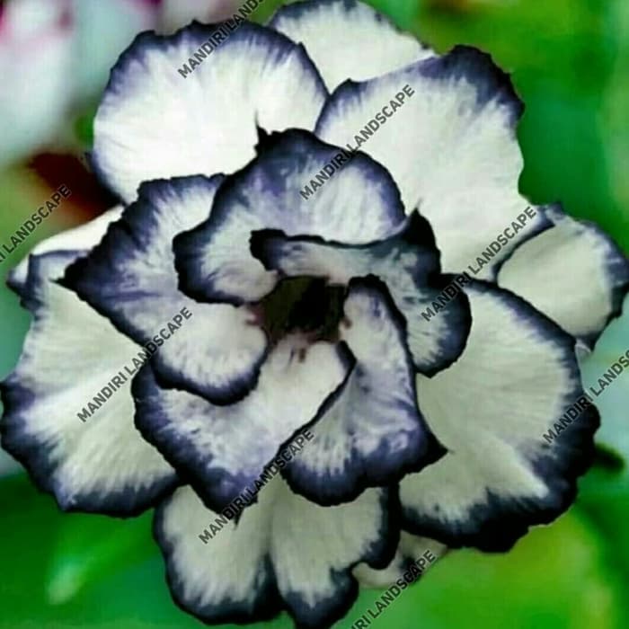 Bibit Bunga Kamboja Adenium Rare Black White Desert Rose TUMPUK- Tanaman Hias Hidup-Bunga Hidup