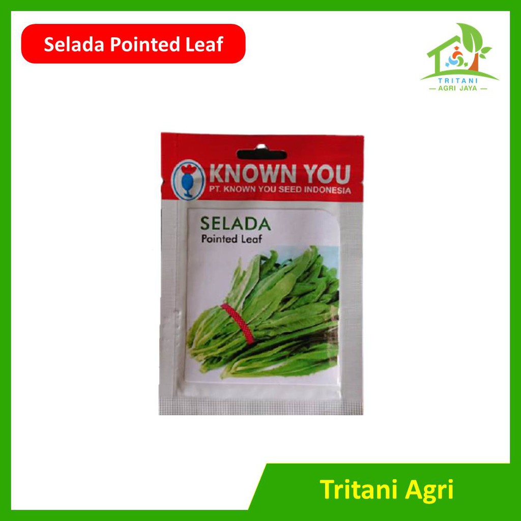 Benih Selada Wangi Siomak Pointed Leaf Hidroponik SIAP KIRIM