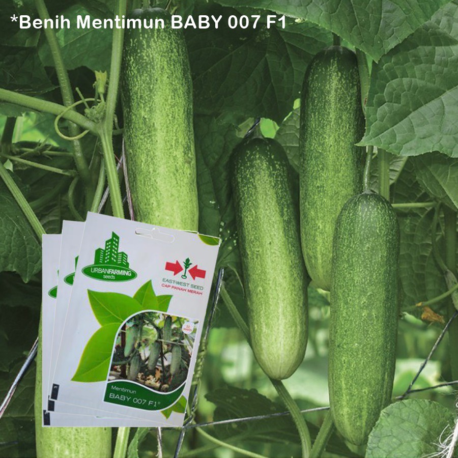 Benih Mentimun BABY 007 F1 Isi 50 Seeds - Panah Merah