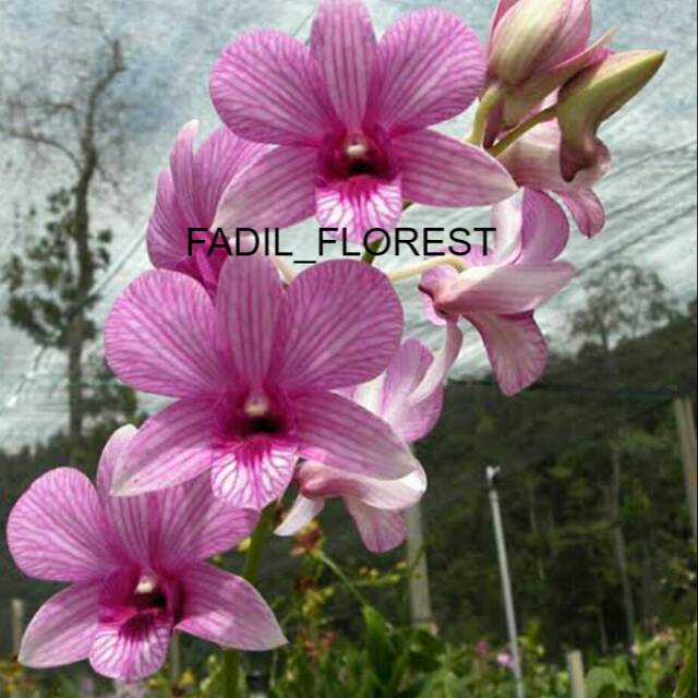 Paket Anggrek  Dendrobium, aphyllum, goldenshower, ekor tupai, vanda mini