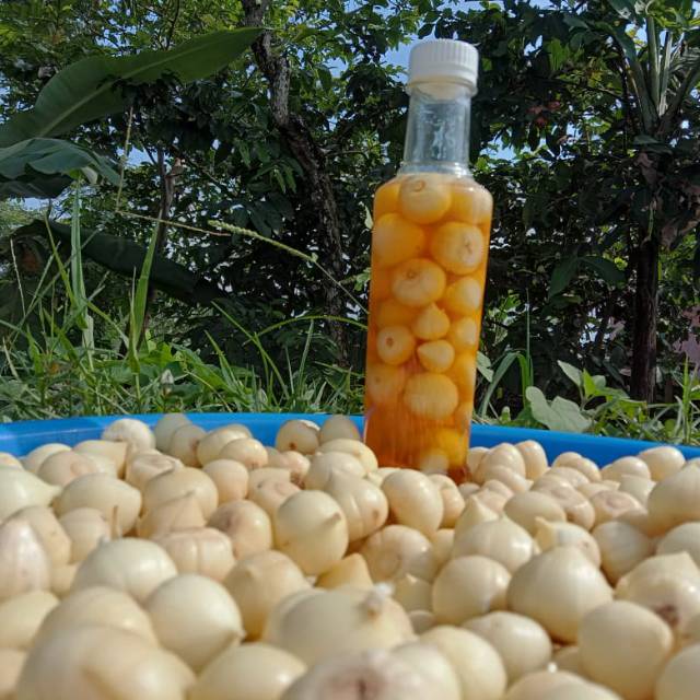 

Jual Madu bawang lanang