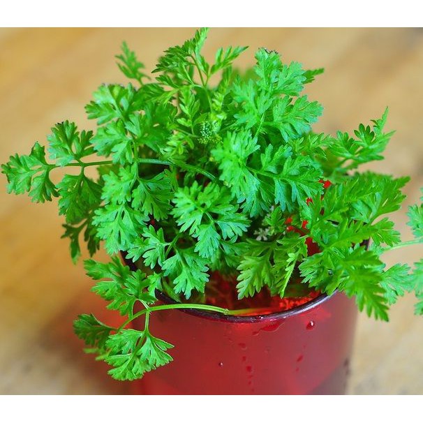 Benih Bibit Biji - Chervil Simple French Parsley Herb Seeds - IMPORT