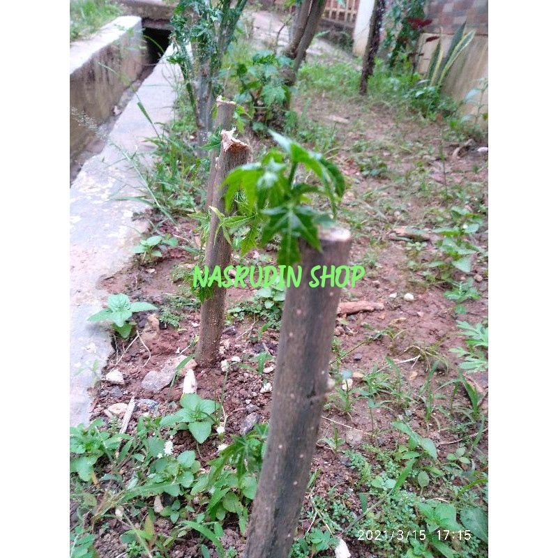 

[Fresh] BIBIT PEPAYA JEPANG BIBIT DAUN GEDI / BIBIT STEK PEPAYA JEPANG SIAP TANAM