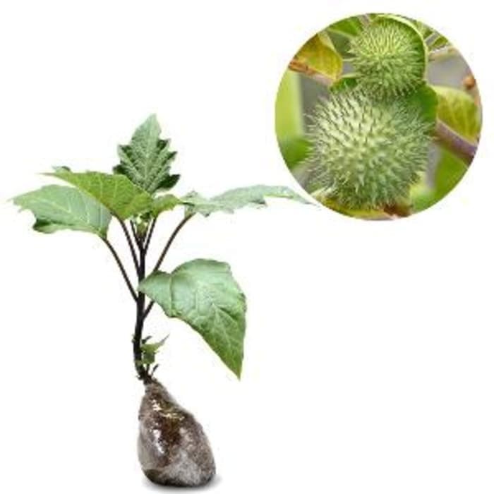 Bibit Tanaman Obat Kecubung Ungu