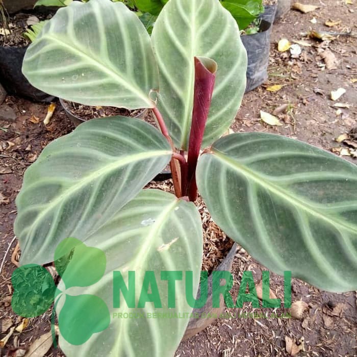 Tanaman Hias Calathea Zebrina - Calathea Zebrina Plants