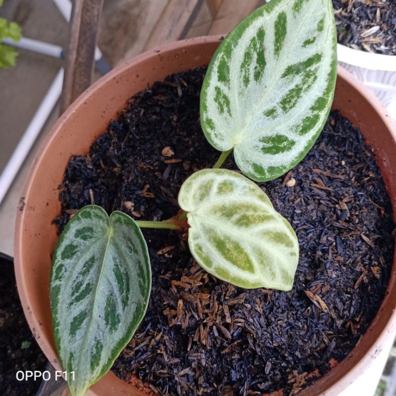 Anthurium kuping gajah silver