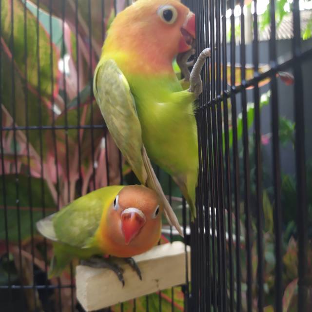 Burung Lovebird | Lakbet Pasjo | Sepasang Paud