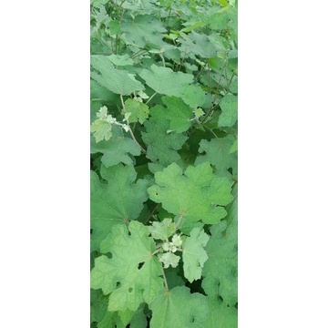 

Daun pulutan segar per 1kg