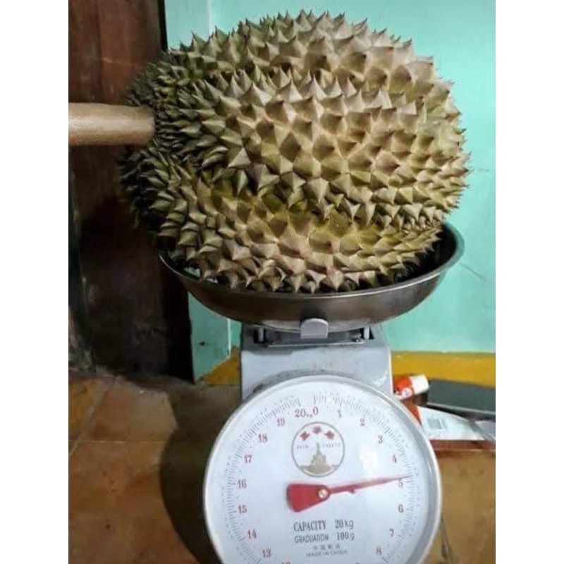 

bibit durian bawor